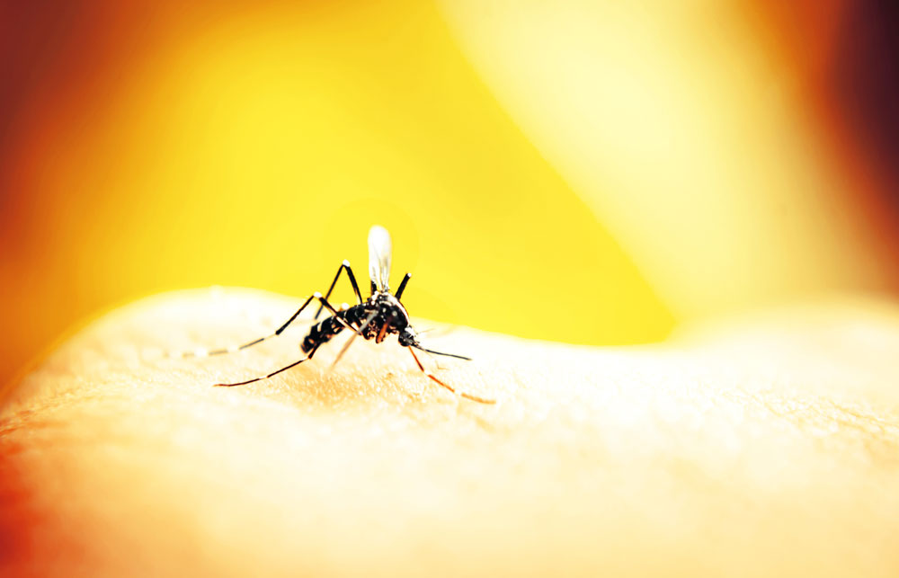 dengue-serotype-doc-on-the-rock-dr-thomas-morrison