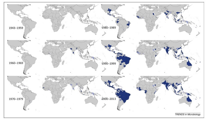 dengue-serotype-doc-on-the-rock-dr-thomas-morrison